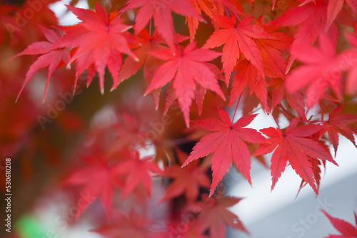Red maple leaf  in autumn with maple tree under sunlight landscape.Maple leaves turn yellow  orange  red in autumn.