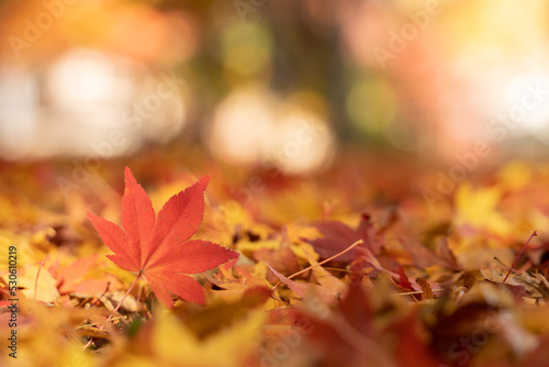 Red maple leaf  in autumn with maple tree under sunlight landscape.Maple leaves turn yellow  orange  red in autumn.