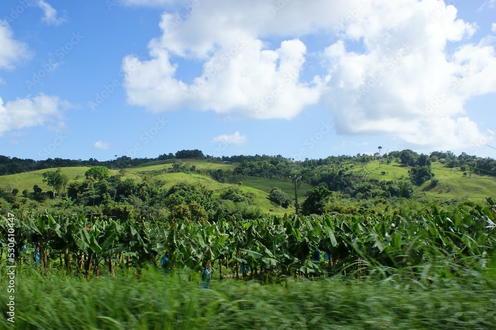 Cloud Sky Plant Natural landscape Land lot Cumulus Cloud Sky Plant Natural landscape Land lot Cumulus
