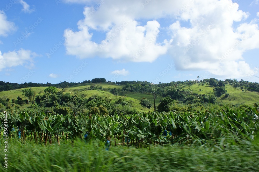 Cloud Sky Plant Natural landscape Land lot Cumulus