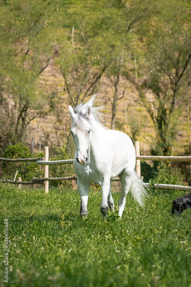 Obraz premium white horse running