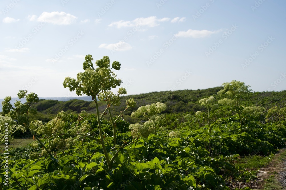 Fototapeta premium Plants growing in Cape Higashi-henanazaki Park.