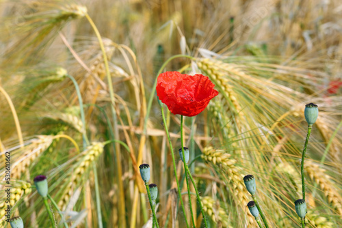 red poppy among the ripe ears of wheat in the field