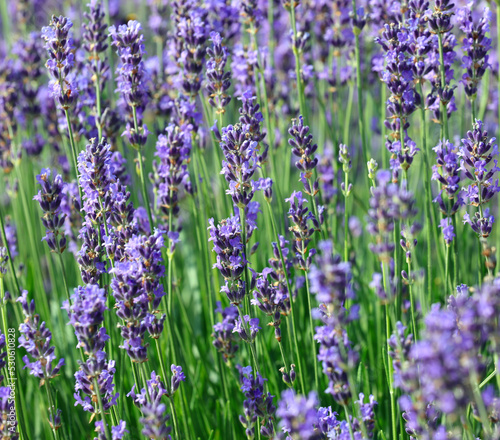 cultivation with dense flowering bushes of fragrant lavender to obtain perfumes and essential oils