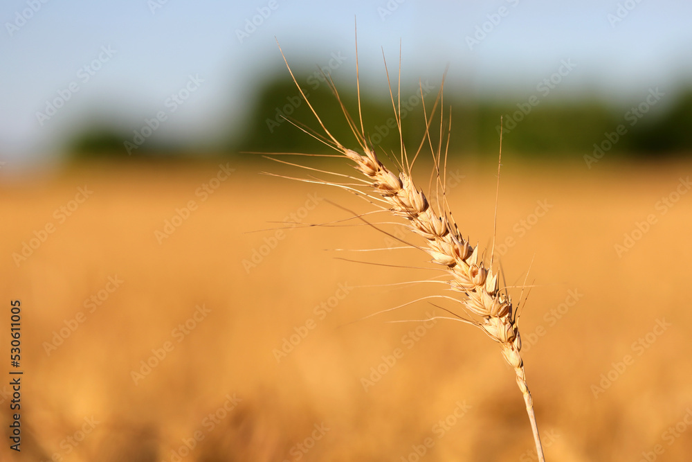 Ripe golden ear of wheat with seeds ready to be harvested