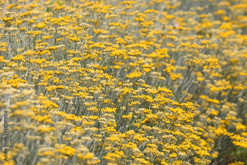 yellow flowers of helichrysum plant in the cultivated field