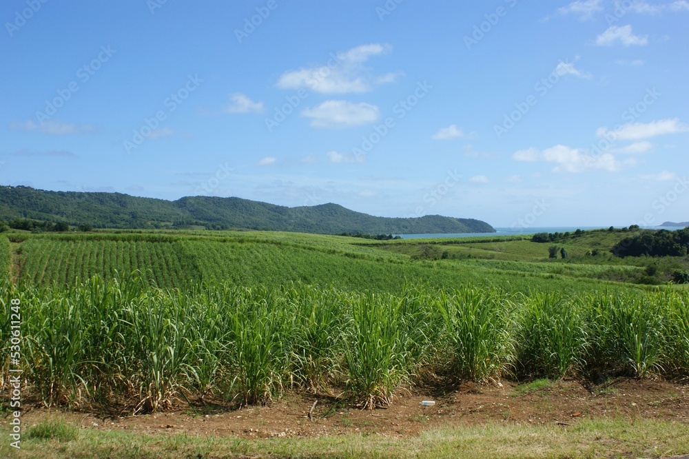 Fototapeta premium Sky Plant Cloud Natural landscape Land lot Agriculture