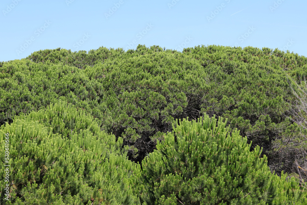 thick green foliage of the MARITIME PINE type trees