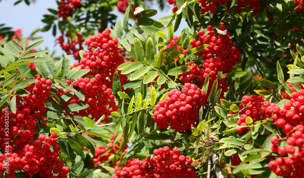 Tree with red berries called Sorbus aucuparia or commonly rowan - obrazy, fototapety, plakaty 
