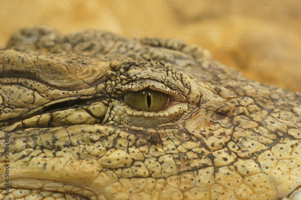 Fototapeta premium Cocodrilo