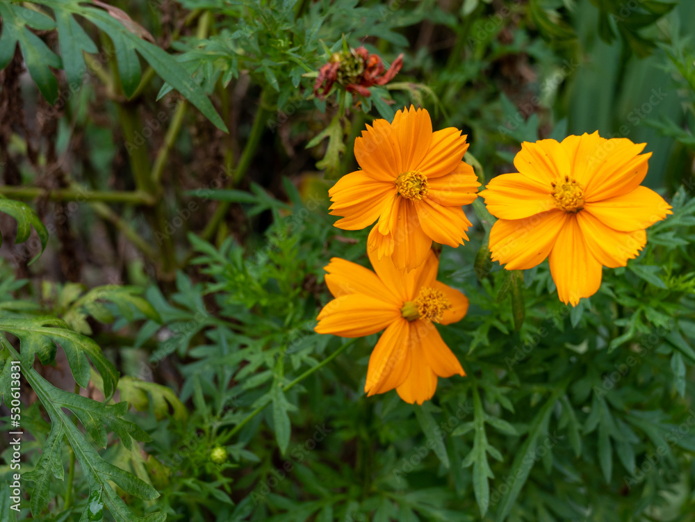 Three orange flowers with eight petals each appear standing out before dominant green foliage. Three orange flowers with eight petals each appear standing out before dominant green foliage.