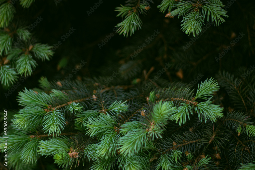 branches of a fir tree branches of a fir tree