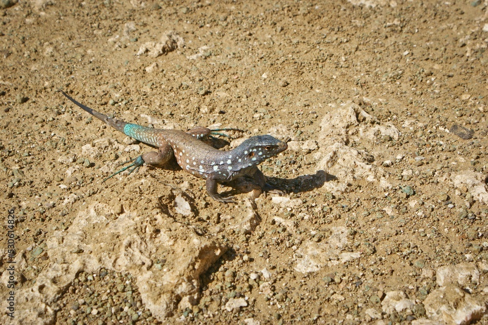 Reptile Lizard Scaled reptile Iguania Wall lizard Terrestrial animal Reptile Lizard Scaled reptile Iguania Wall lizard Terrestrial animal