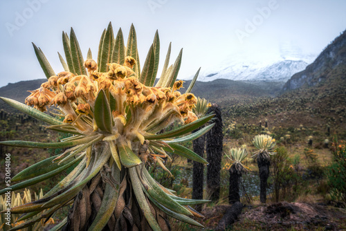 frailejon with flowers in the landscape of Colombian mountains  photo