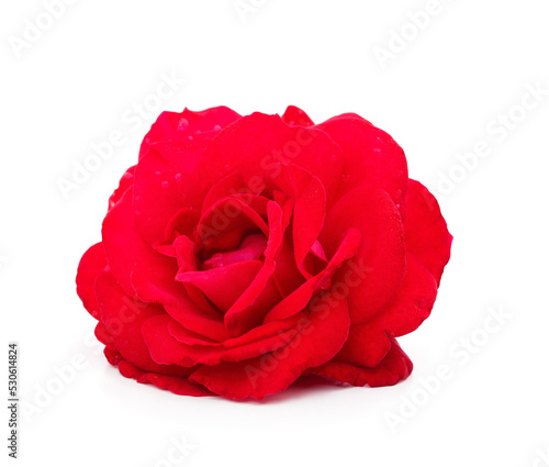 Fototapeta Naklejka Na Ścianę i Meble -  Beautiful red rose.