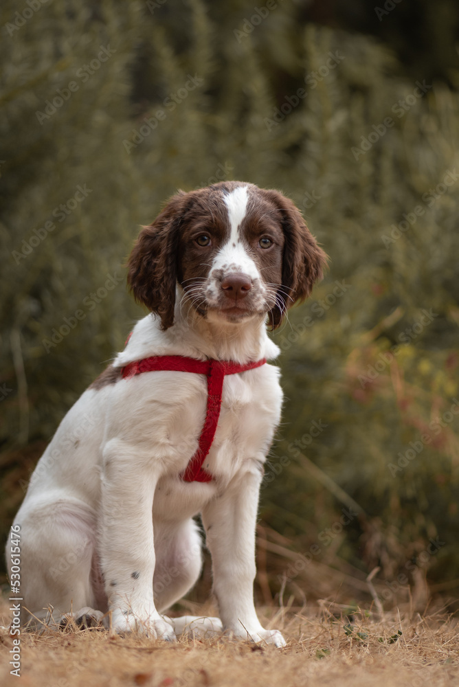 Portrait of an English Springer Spaniel puppy sitting in yard looking at camera
