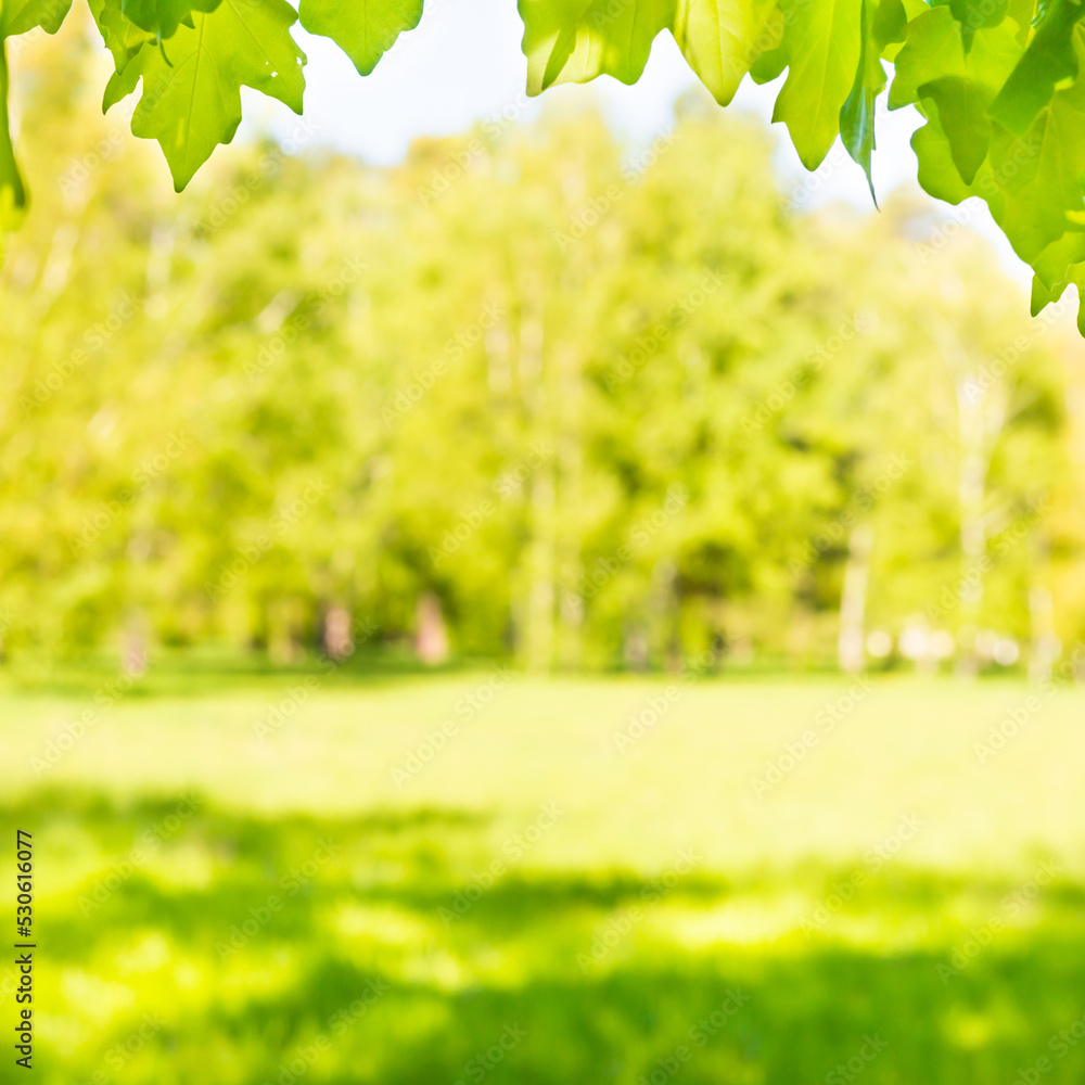 Green maple leaves in sunny forest with green grass Green maple leaves in sunny forest with green grass
