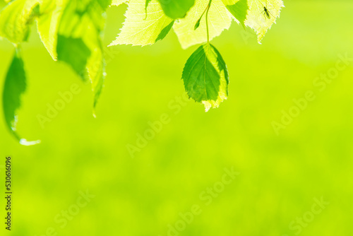Green leaves on soft green spring grass background
