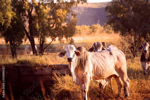 White bulls in the yards on a remote cattle station in Northern Territory in Australia at sunrise. 