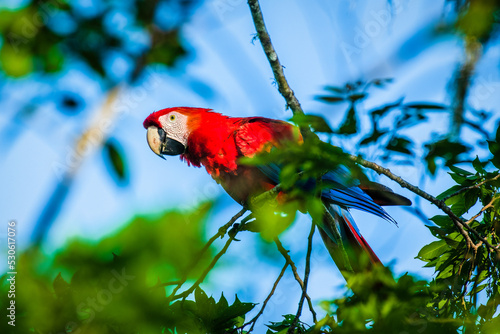 Beautiful red, yellow, and blue scarlet macaw with intense gaze looks from tree branch in Costa Rica