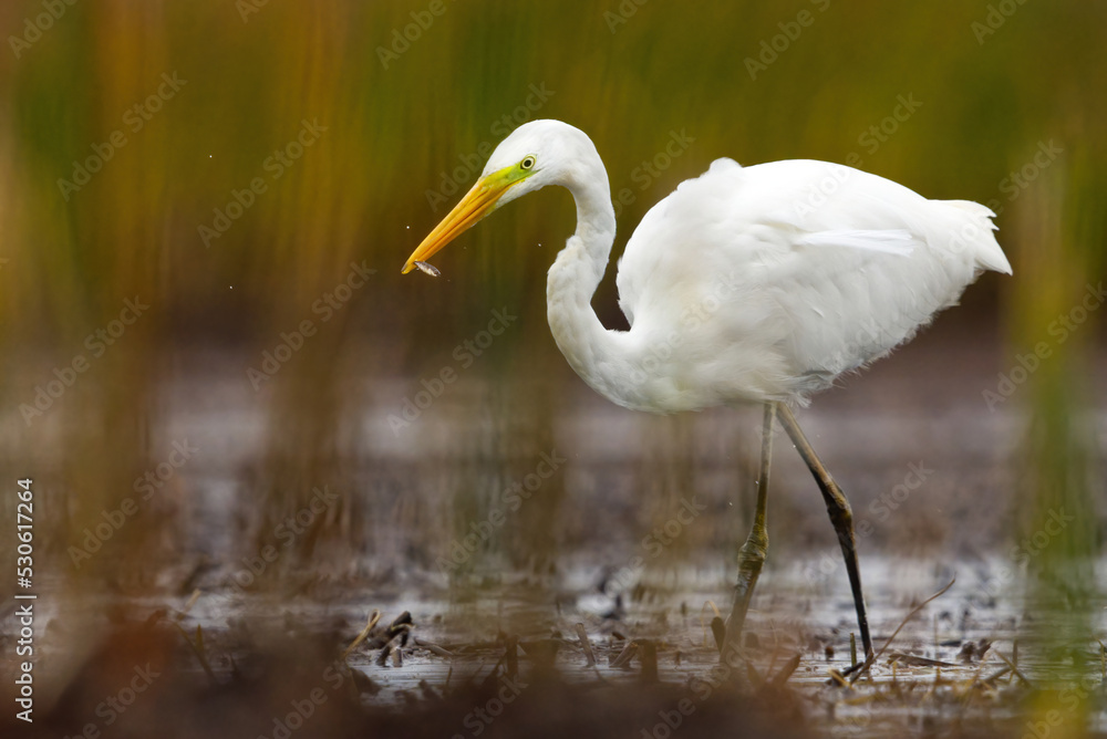 Great egret (Ardea alba) with small fish in it's peak. Great egret (Ardea alba) with small fish in it's peak.