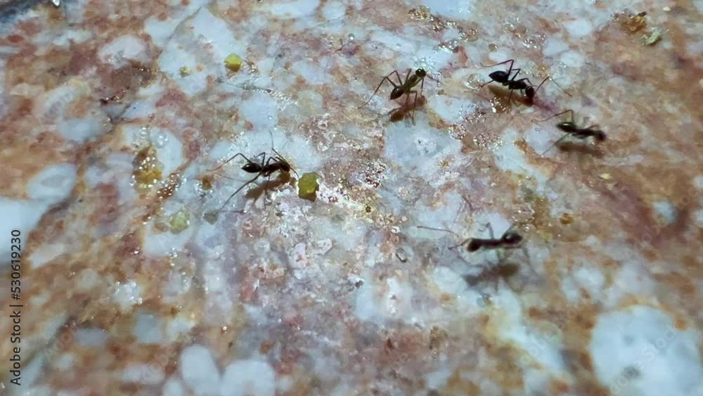 Group of ants searching for food on a marble surface Group of ants searching for food on a marble surface