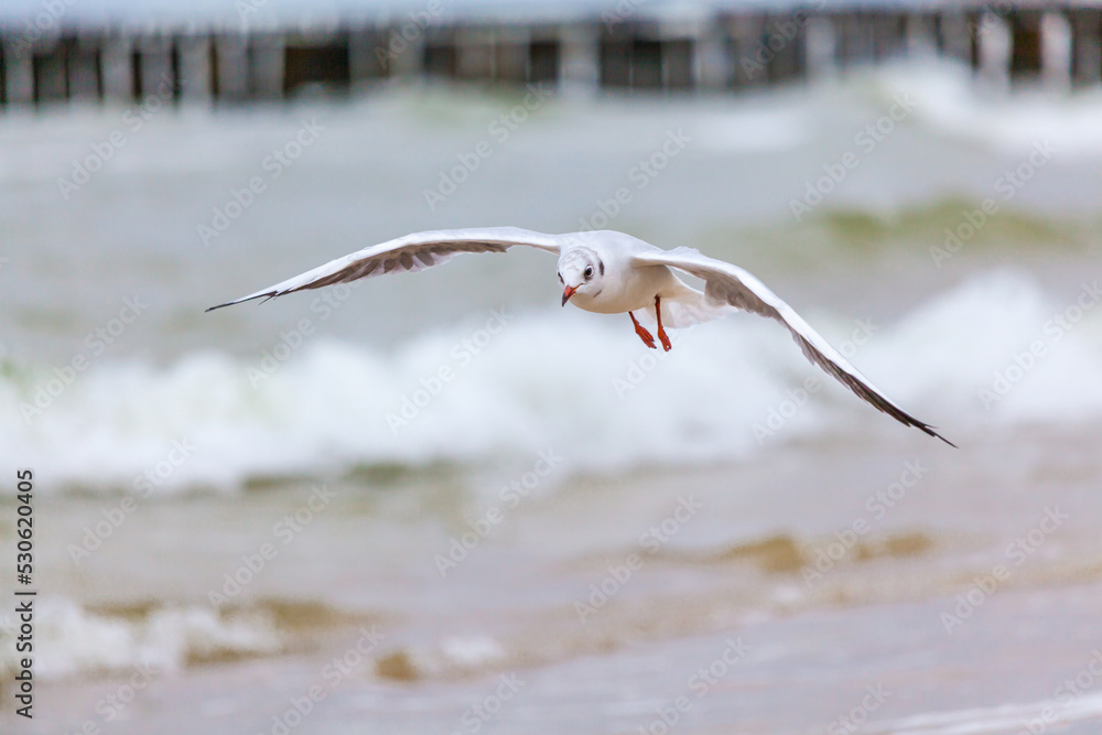 Seagull in the natural environment on the Baltic Sea. Seagull in the natural environment on the Baltic Sea.