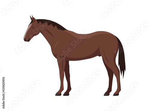 Brown horse, stallion. Vector illustration of a standing sporting farm stallion. Side view, flat design.