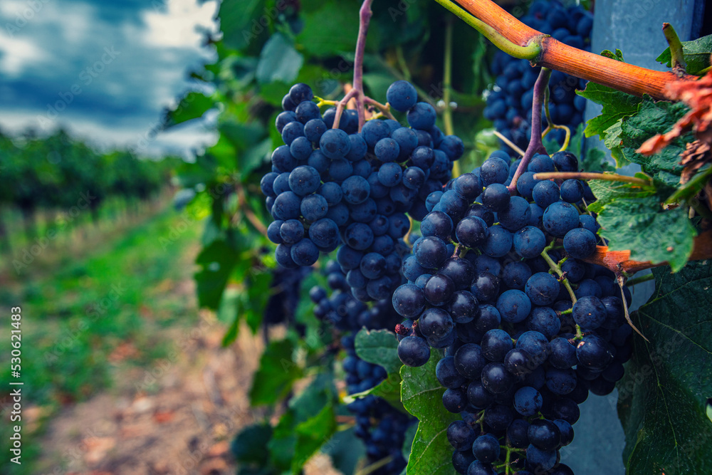 blue grapes in green vineyard