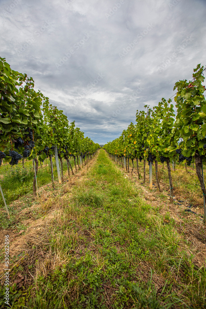 green vineyard rows in summer time