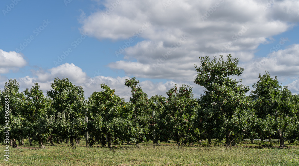 Late summer apple trees at local orchard in rural Pennsylvania Late summer apple trees at local orchard in rural Pennsylvania
