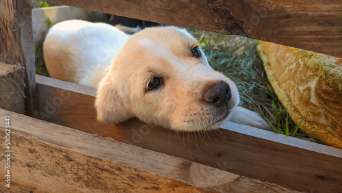 Little Dog looks over the Garden Fence photo