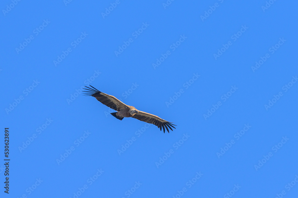 Obraz premium One griffon vulture flying in front of blue sky