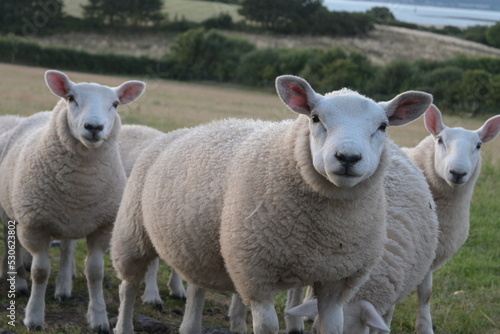 sheep and lambs