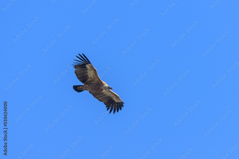One griffon vulture flying in front of blue sky One griffon vulture flying in front of blue sky