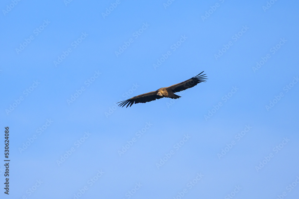 One griffon vulture flying in front of blue sky One griffon vulture flying in front of blue sky