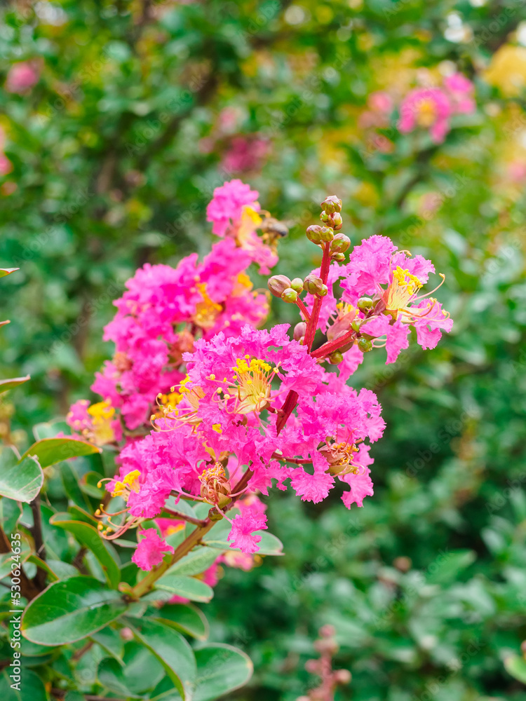 flowering of lagerstroemia indica in the park close-up flowering of lagerstroemia indica in the park close-up