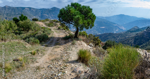 Pine on a path that is in the Sierra of Tejeda and Almijara with mountains in the background and a cloudy stormy sky photo