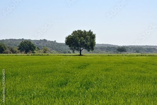 Prado verde en el Alentejo, Portugal