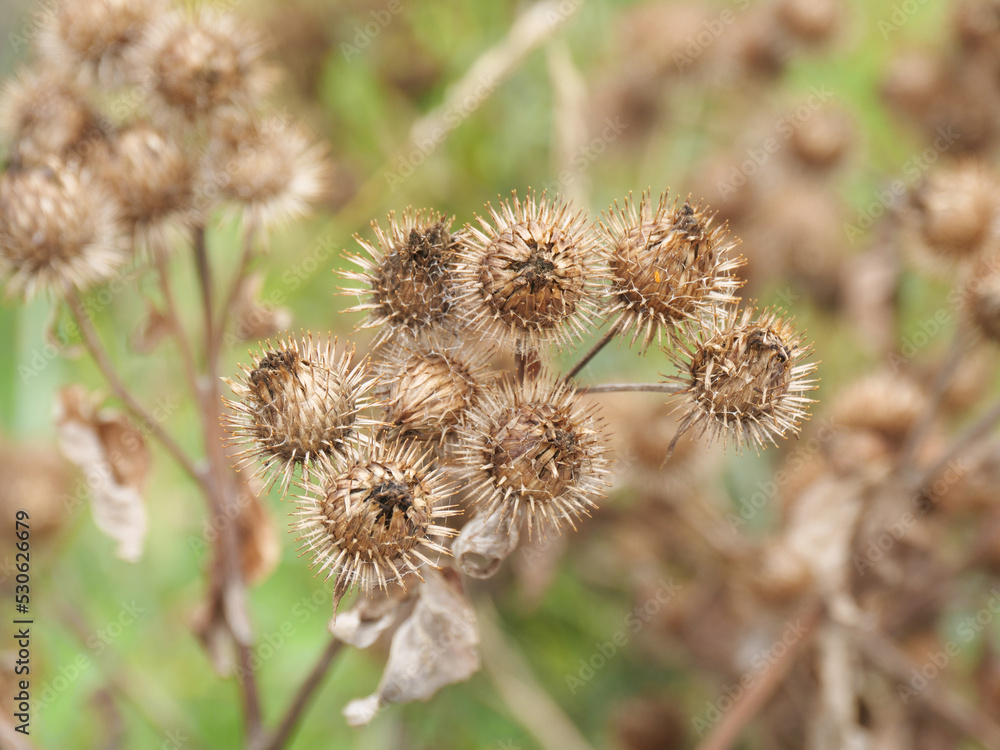 Reife Klettfrüchte der Kleinen Klette, Arctium minus Reife Klettfrüchte der Kleinen Klette, Arctium minus