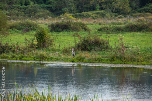 Blue heron standing at the edge of a pond in a rural marsh | Holmes County, Ohio