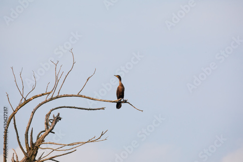 Brown waterfowl perched on a dead tree against a grey sky
