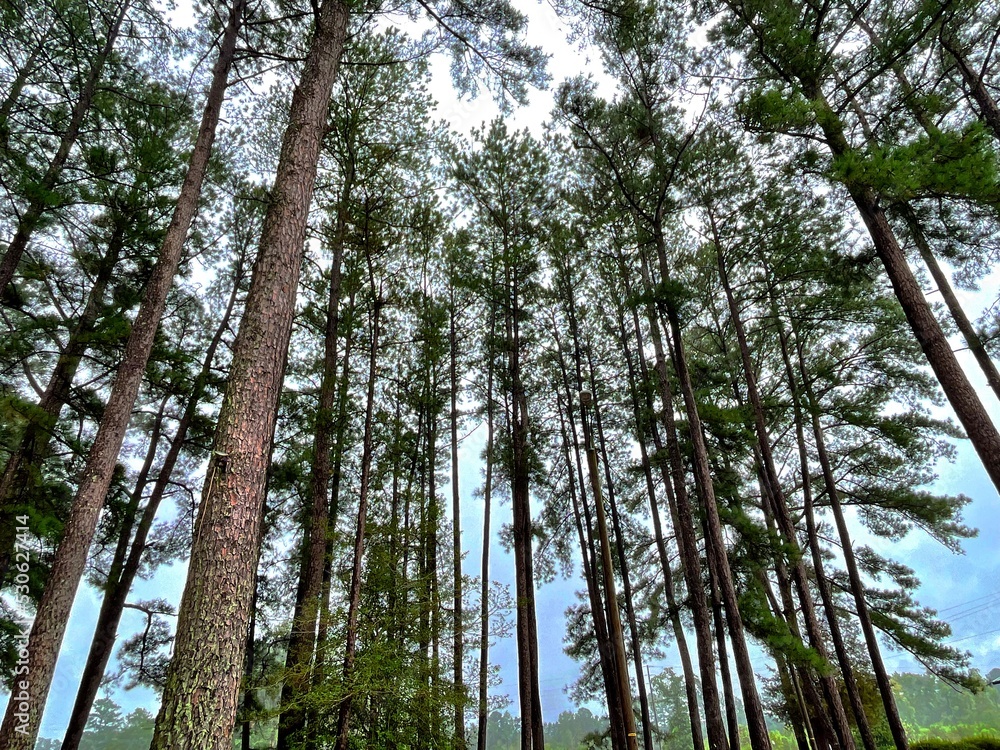 Fototapeta premium trees in the woods