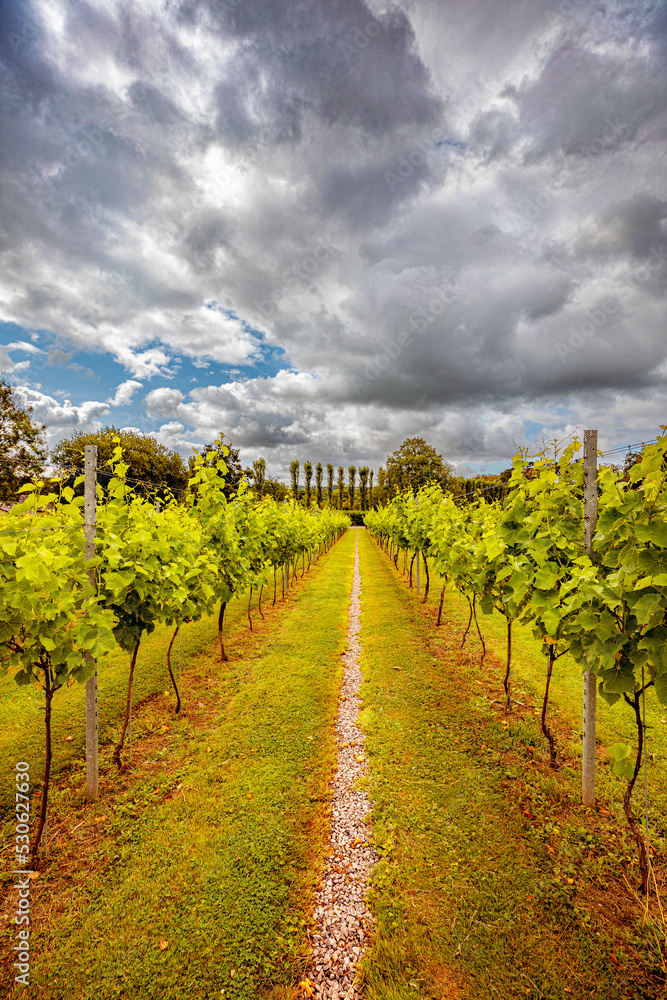Fototapeta premium vineyard in the summer