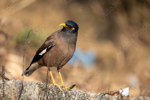 Closeup of a common myna standing on a piece of rock photo