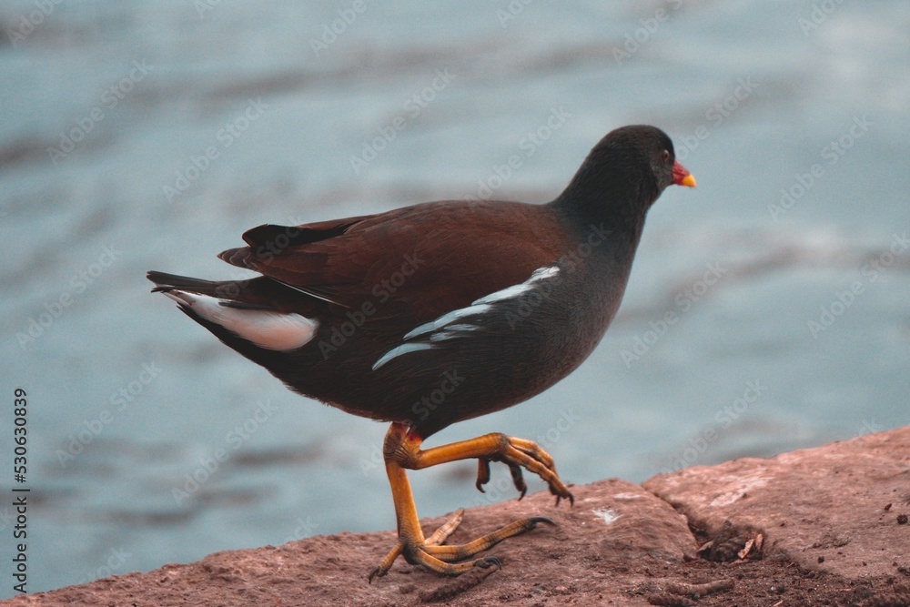 Moorhen on foot Moorhen on foot
