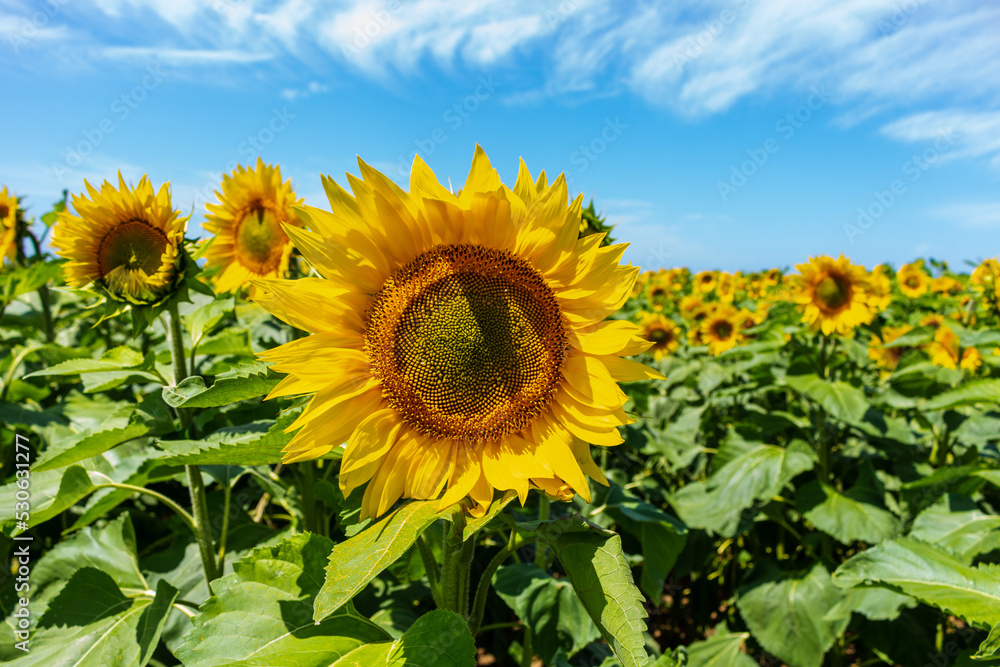 Large yellow sunflowers bloomed on a farm field in summer. The agricultural industry, production of sunflower oil, honey. Healthy ecology organic farming, nature background.