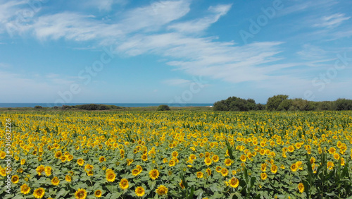 Aerial view above to the sunflowers field. Top view onto agriculture field with blooming sunflowers. Summer landscape with big yellow farm fields with sunflowers in Carre  o  Portugal.