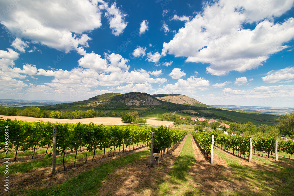 	
Look over vineyard in Moravia region, Pálava. Czech Republic.