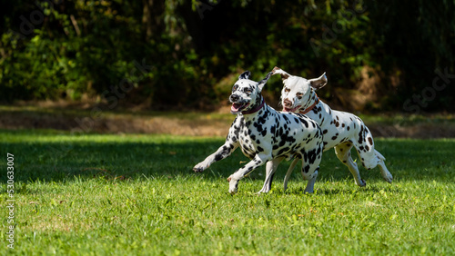 dalmation dogs running in a field on some grass